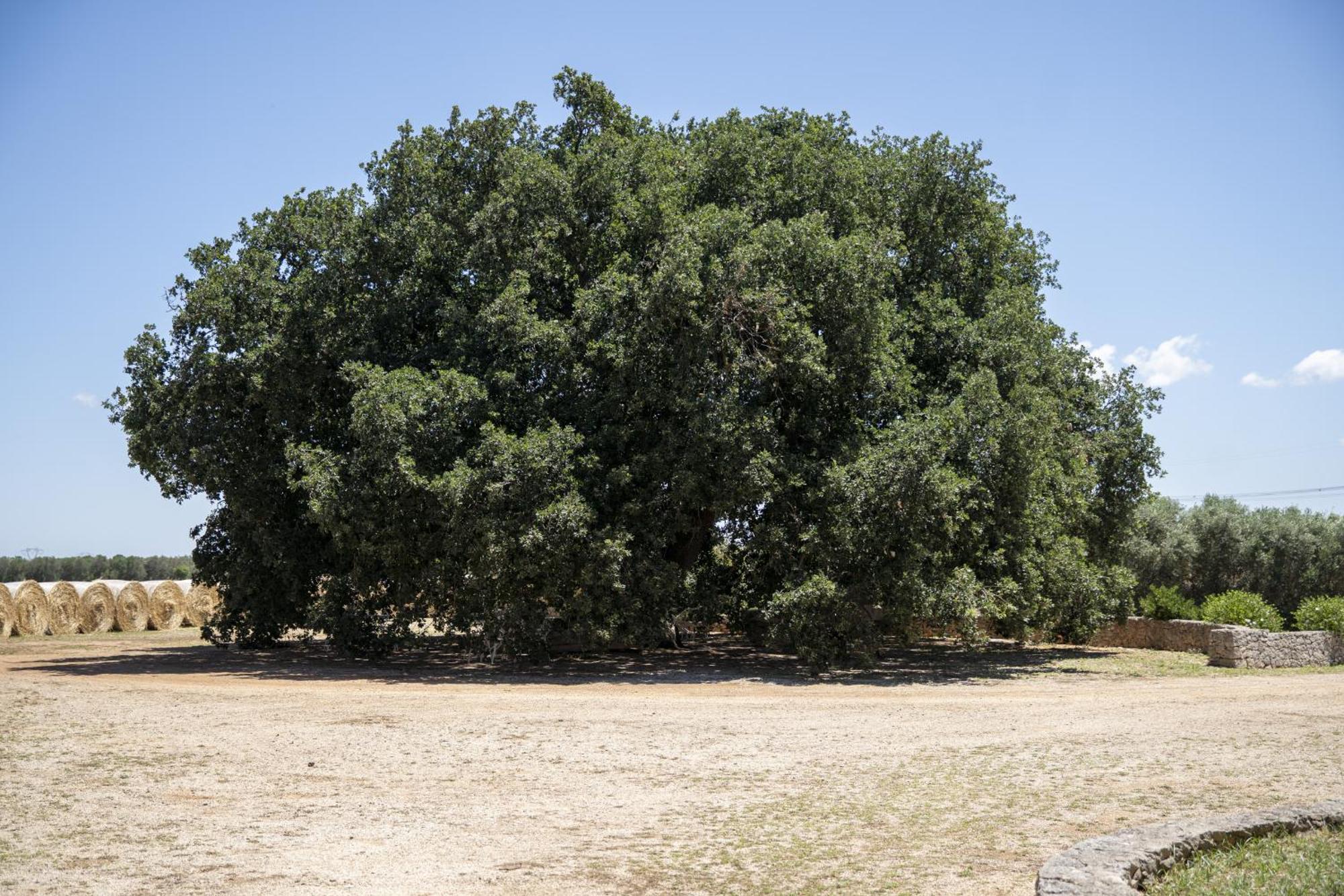 Masseria Palmo Francavilla Fontana Luaran gambar
